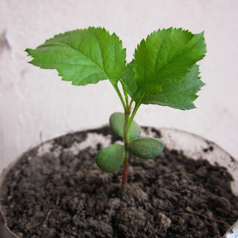 Germinar semillas de manzana: estratificación y siembra