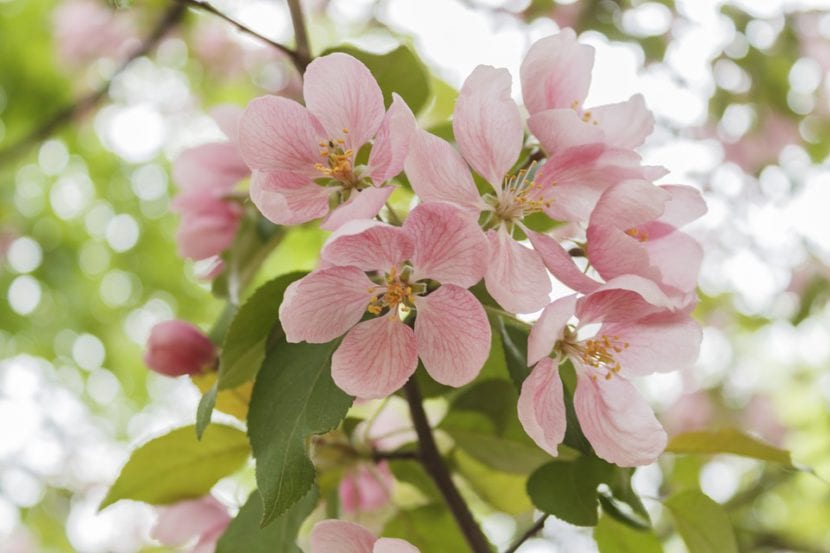 Flores de manzano