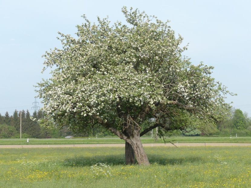 Manzano en flor