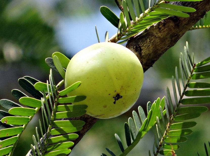 Fruto del grosellero de la India