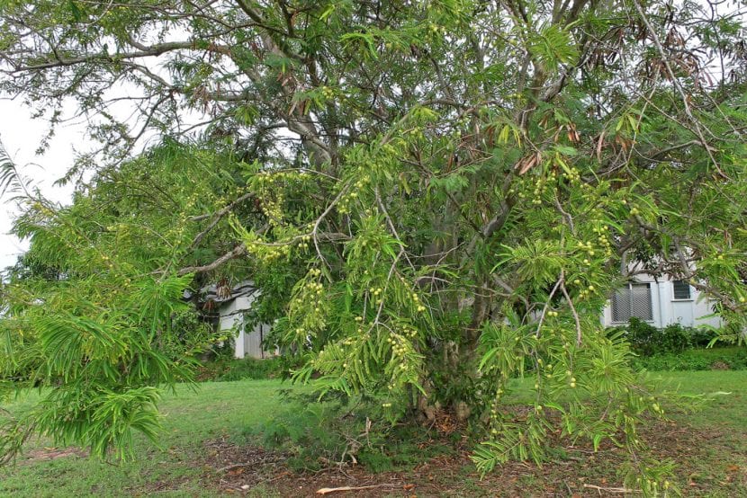 Árbol de grosellero de la India