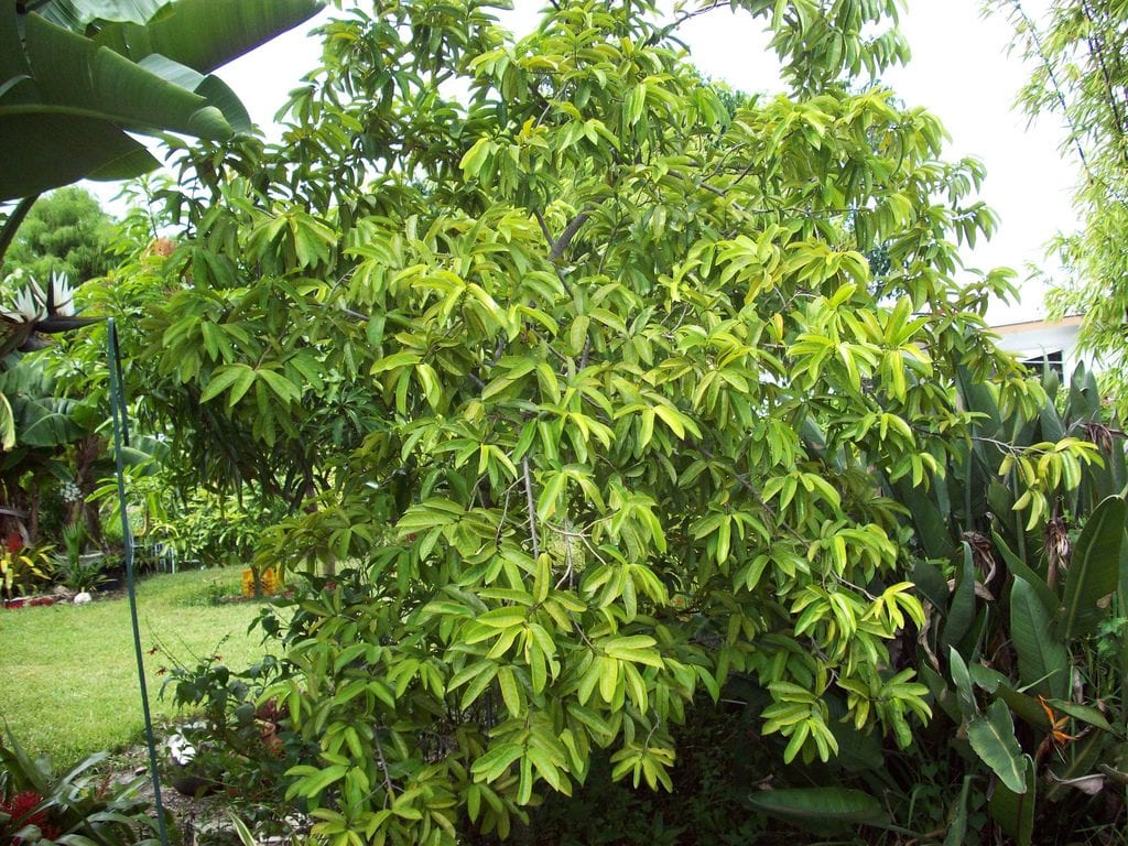 Annona muricata