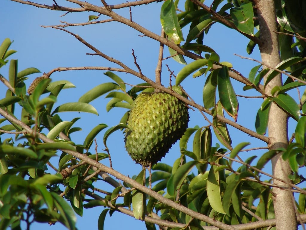 Guanábana: qué árbol la produce y cómo se cultiva