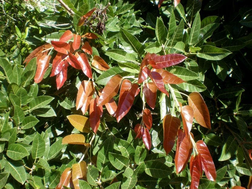 Hojas del Ficus ingens