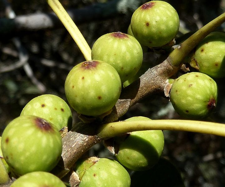 Higos del Ficus ingens