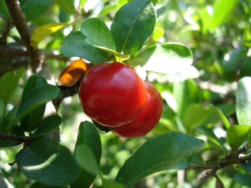 Árboles frutales