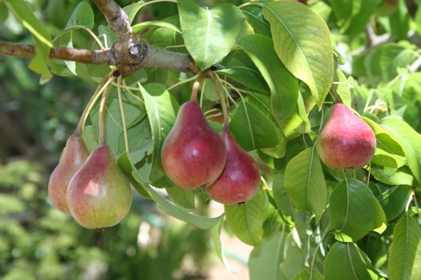 Árboles frutales