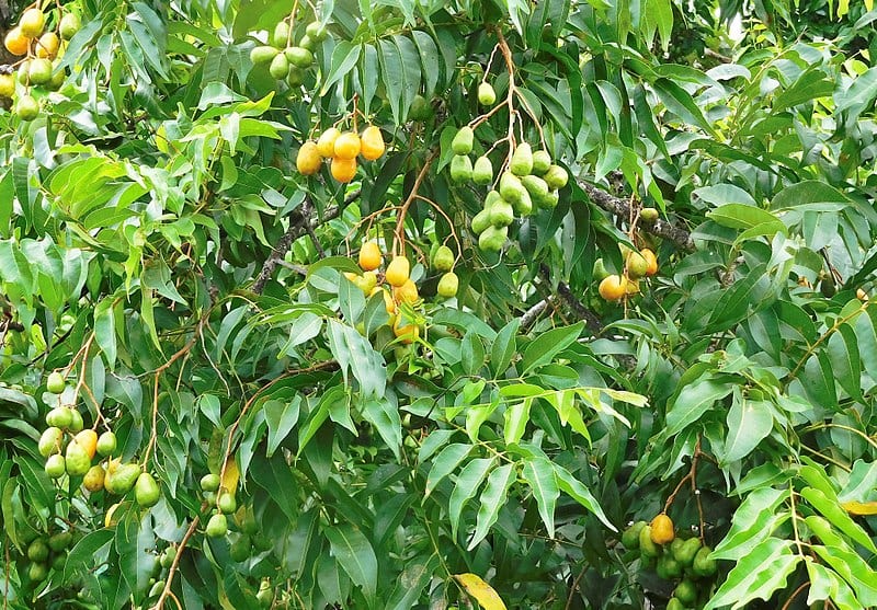 Vista de las hojas y frutos del jobo