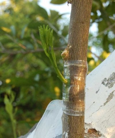 Puedes multiplicar el kumquat mediante el injerto en forma de T