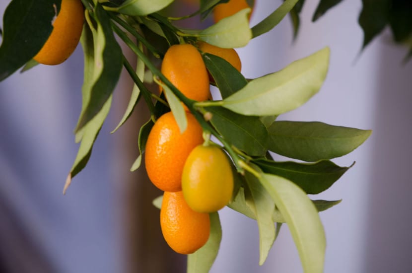 Kumquat, un frutal muy querido