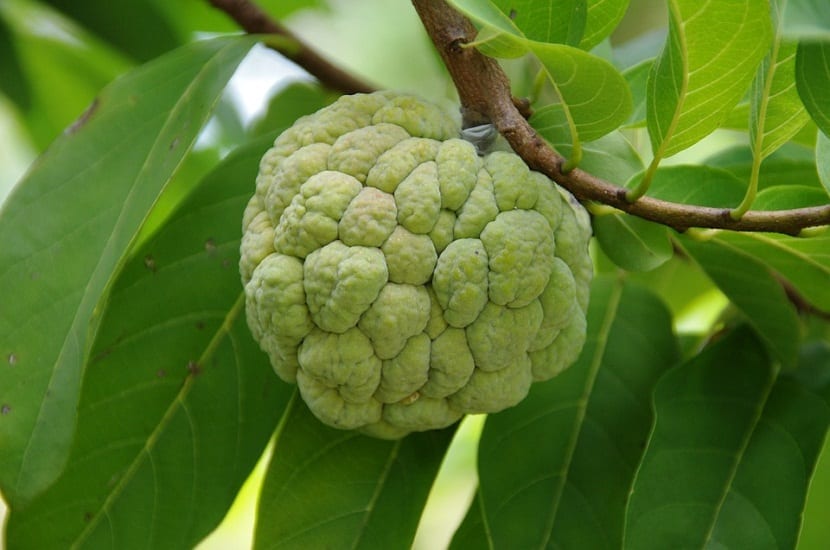 Una chirimoya que se encuentra en la rama de un arbol a punto de coger