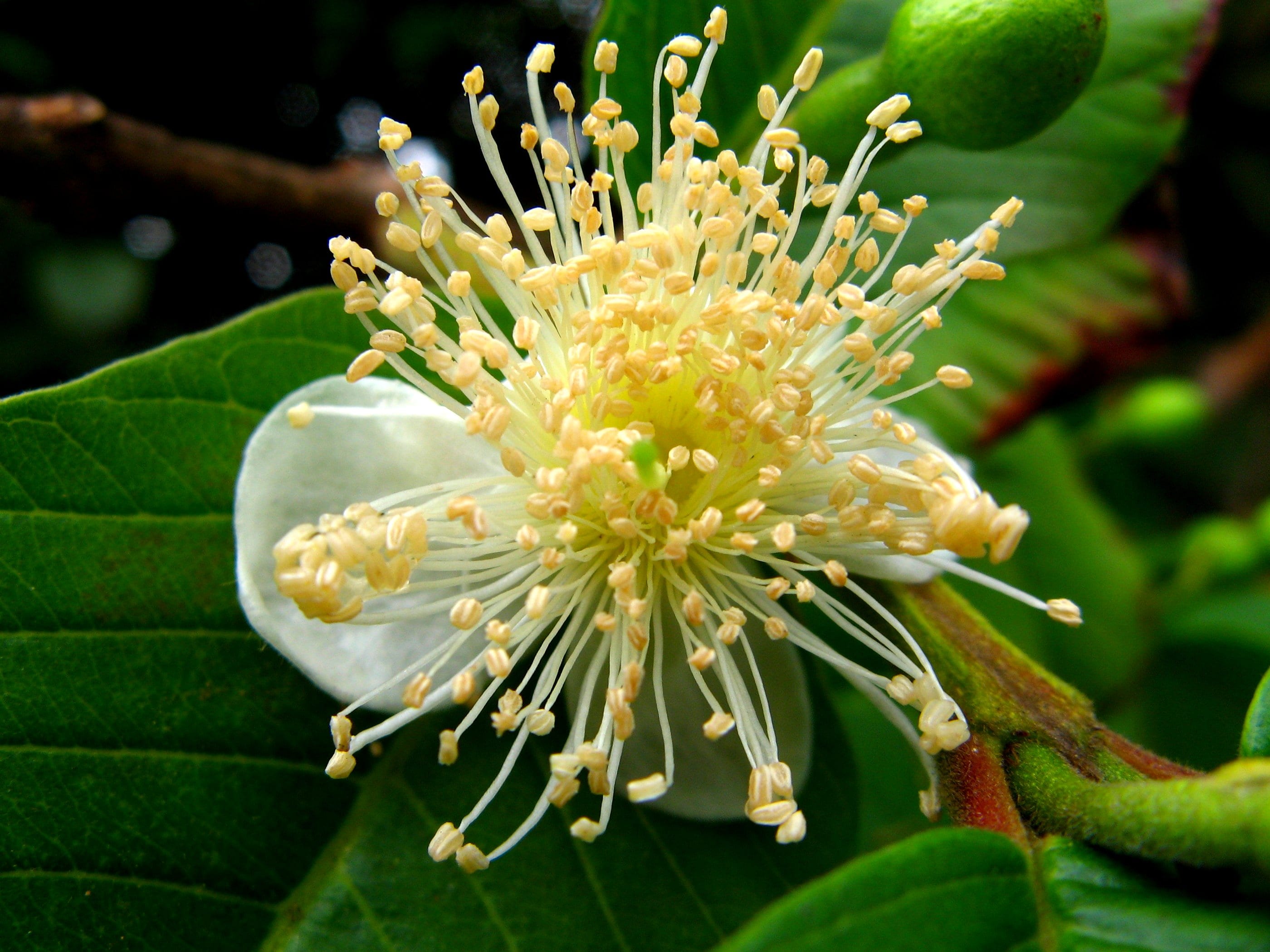 Psidium guajava
