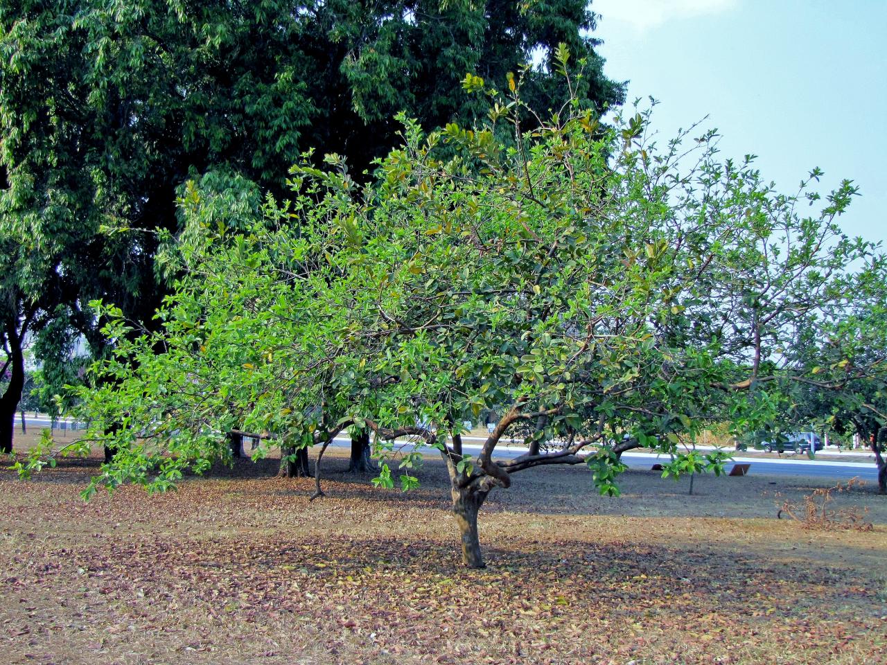 Vista del árbol de guayaba