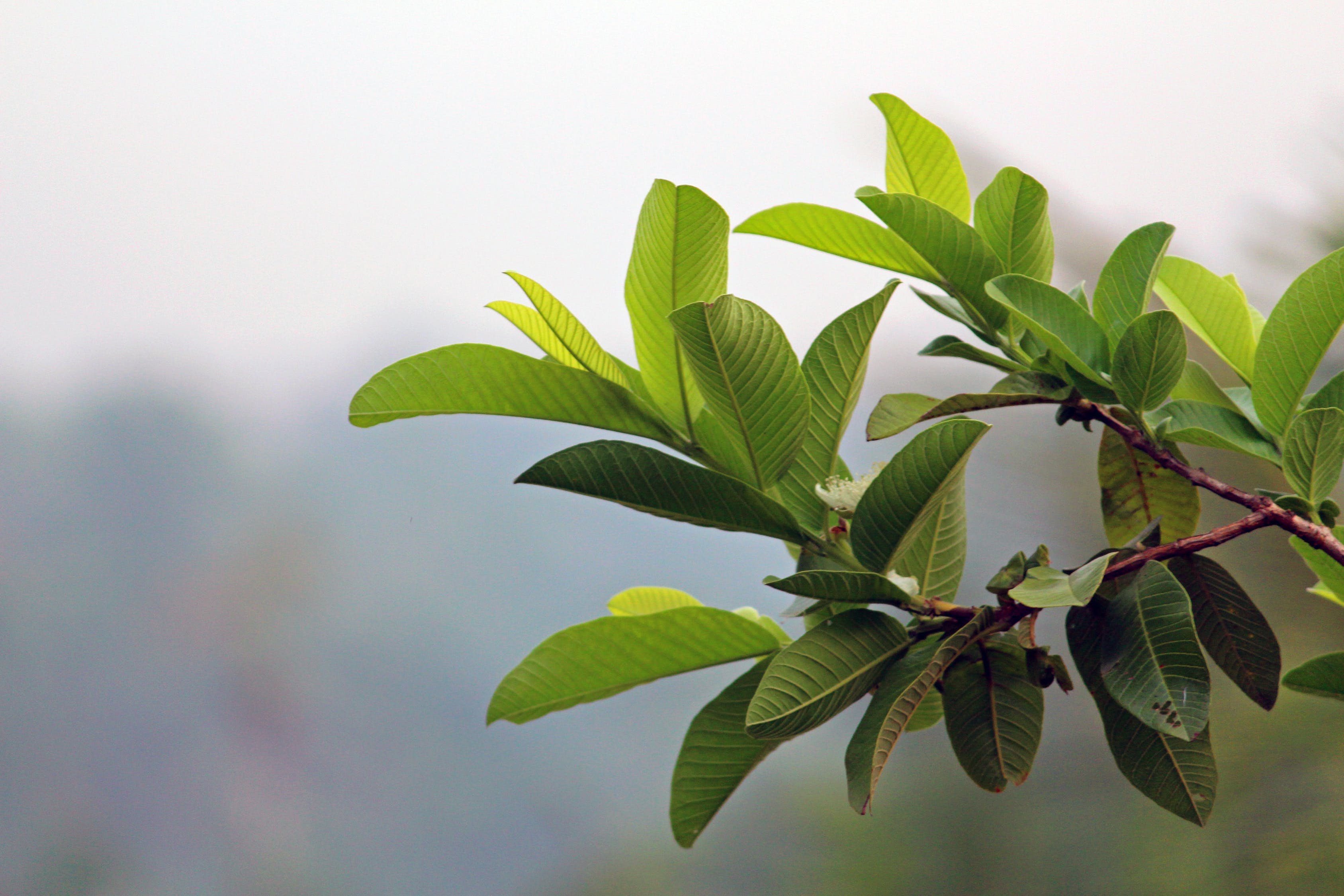 Las hojas del guayabo son perennes