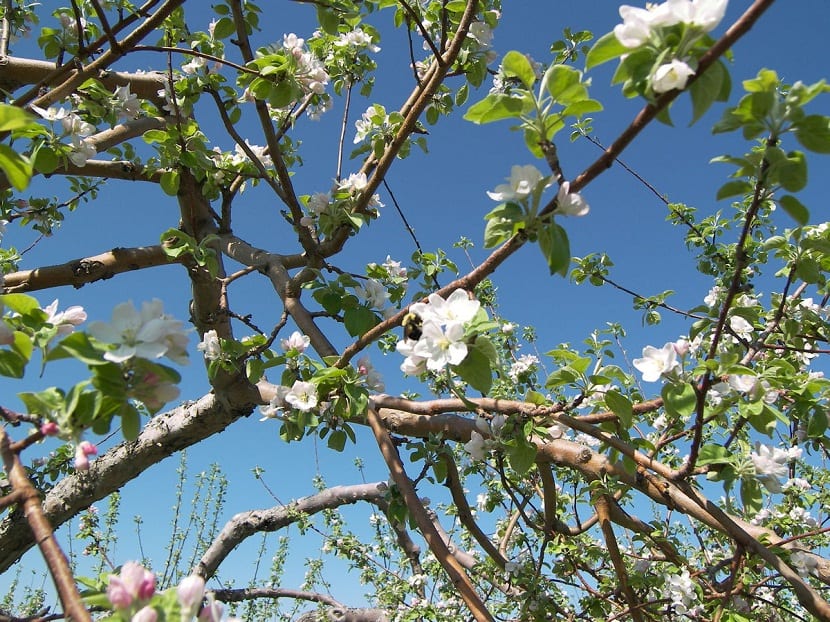 La polinizacion de arboles frutales
