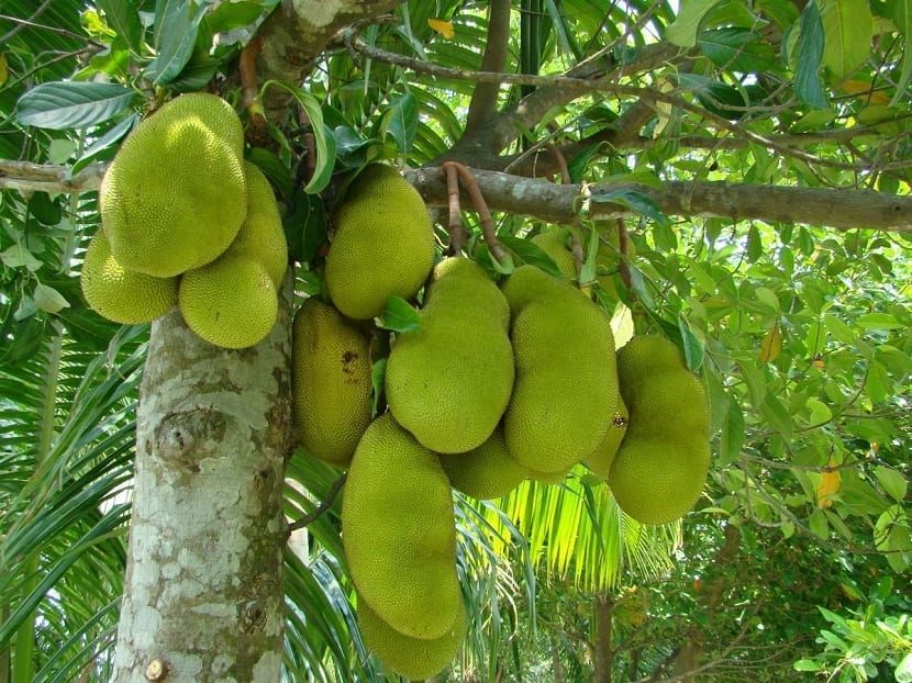 arbol de la yaca