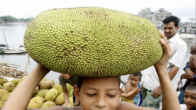 fruta del arbol del pan