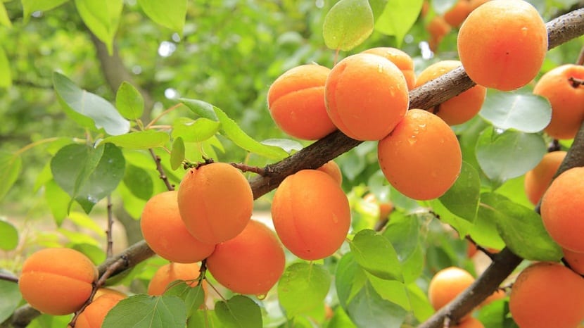 El nombre original que se la había dado antiguamente al albaricoque era Prunus armeniaca