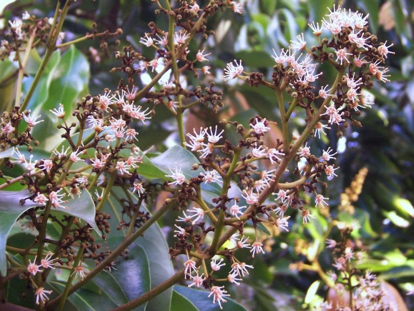 Las flores del lichi son muy decorativas