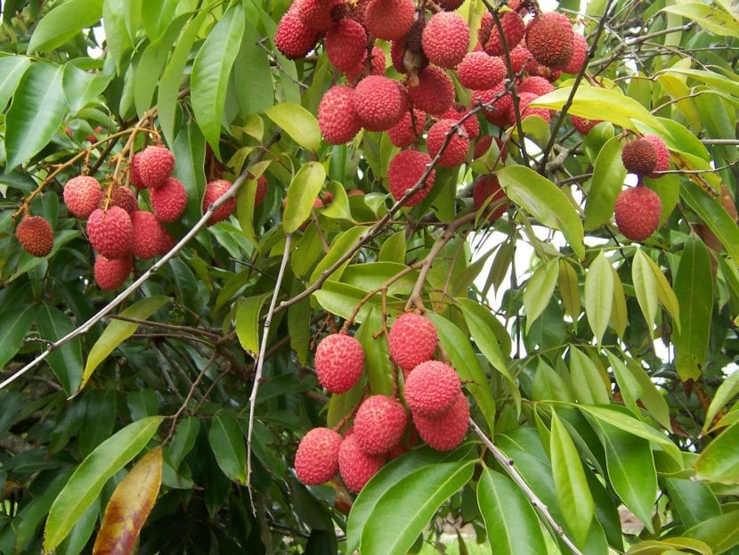Los frutos del lichi son comestibles, y decorativos