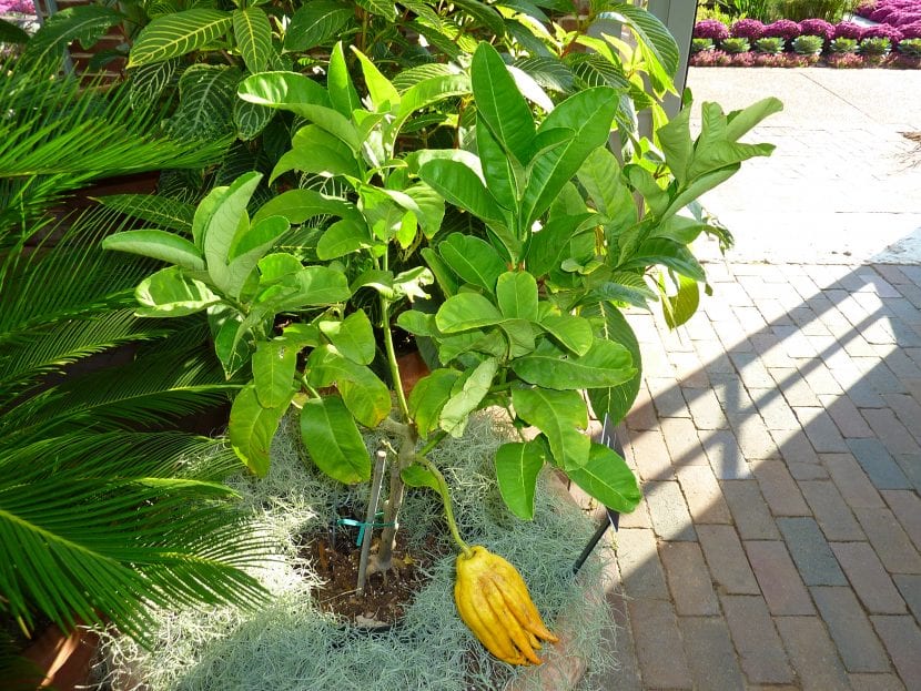 Árbol joven de Citrus medica var. sarcodactylis