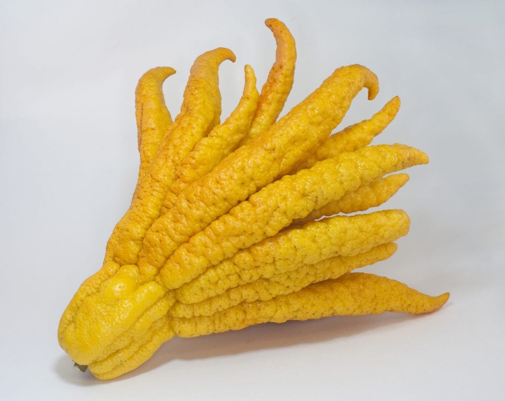 Mano de Buda: el cidro que no es un limonero