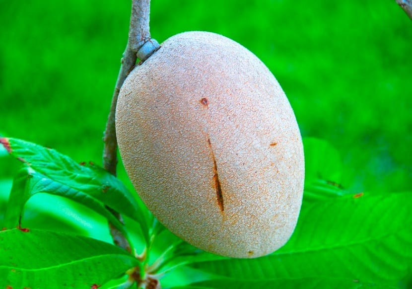 cultivo mamey