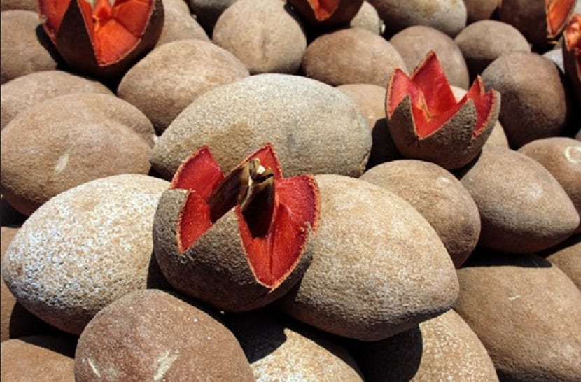 fruta del mamey