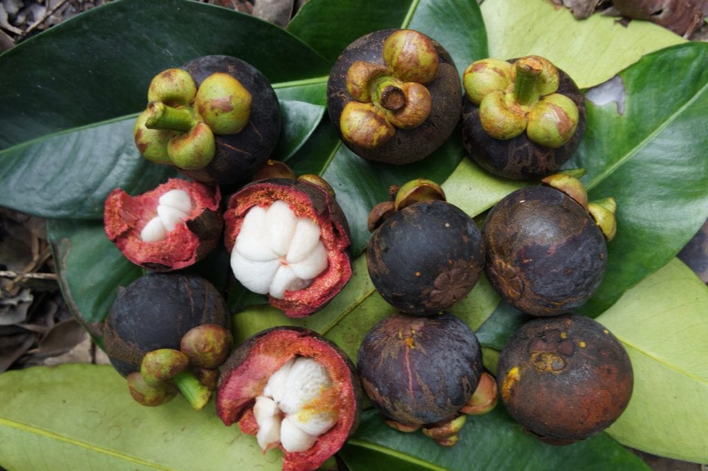 Mangostán (Garcinia mangostana): cultivo y cuidados