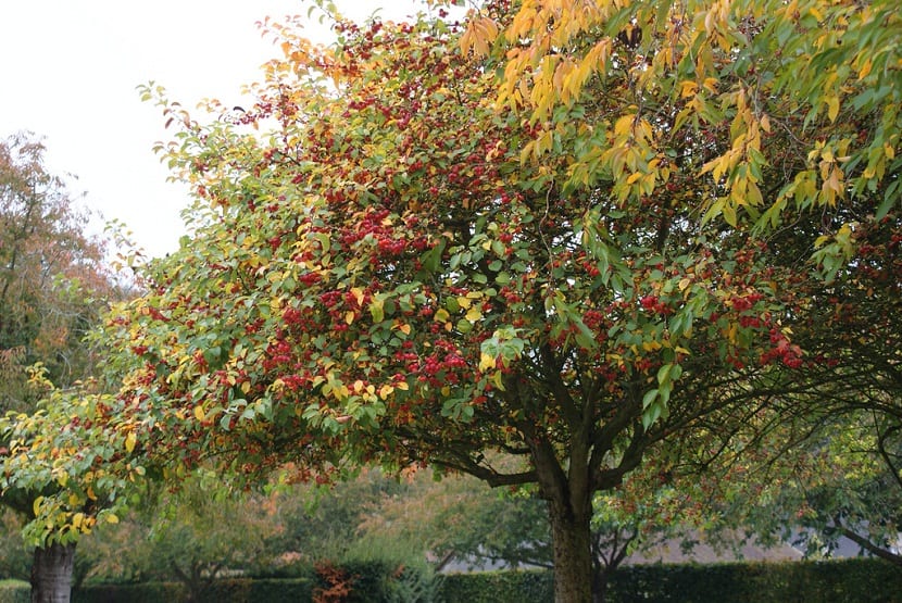 arbol lleno de fruta de color roja