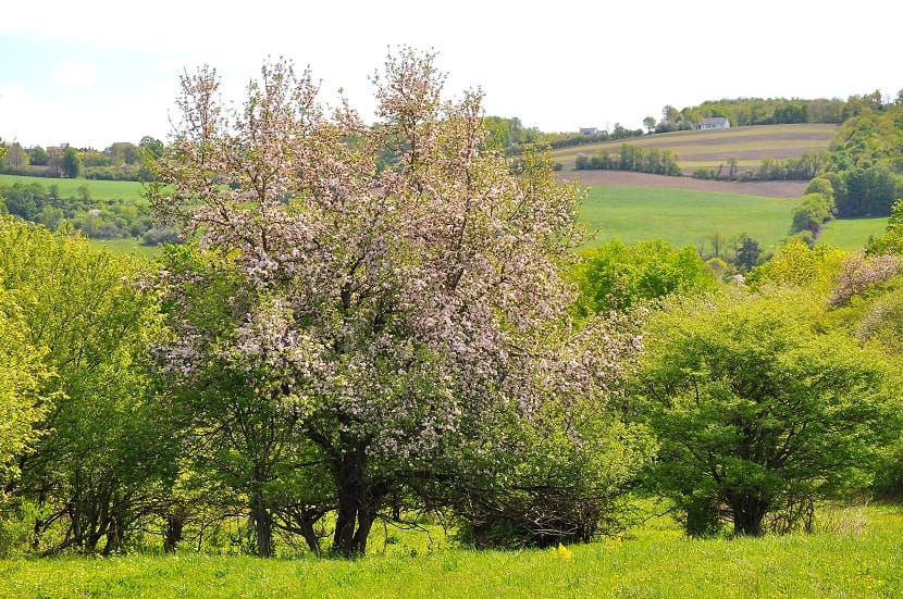 paisaje con arboles llenos de flores