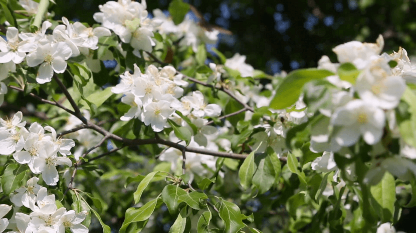 ramas del manzano con flores blancas