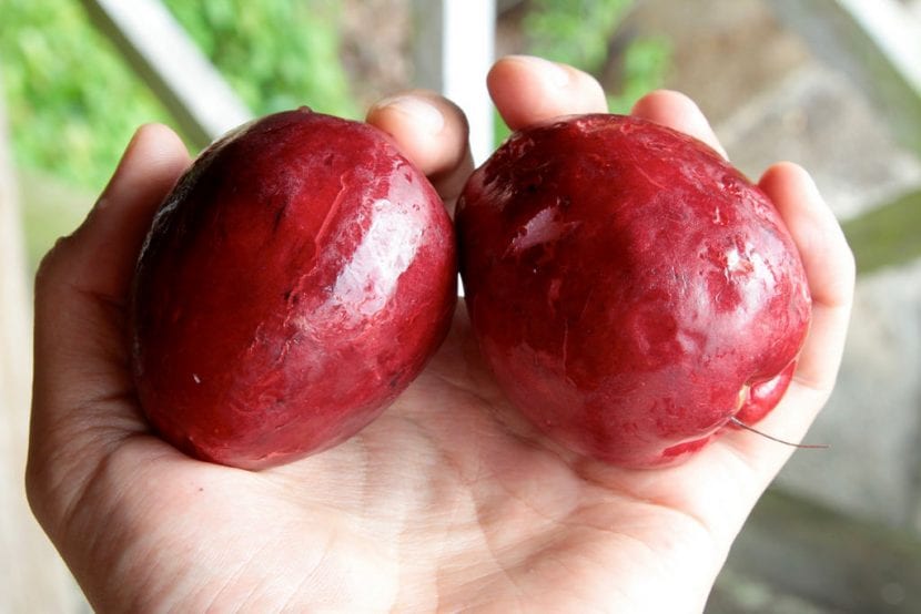Frutos del marañón japonés