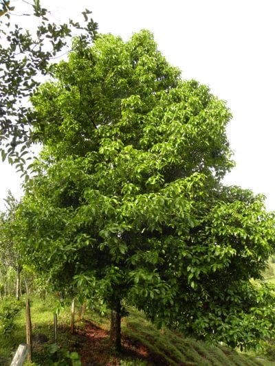 Árbol del marañón japonés