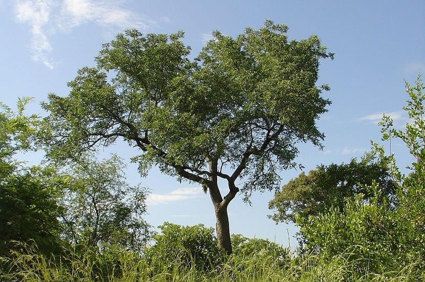 Marula: cultivo, fruto y aceite de Sclerocarya birrea