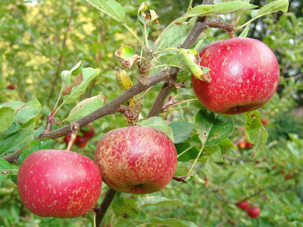 Cuándo abonar los frutales: calendario mes a mes