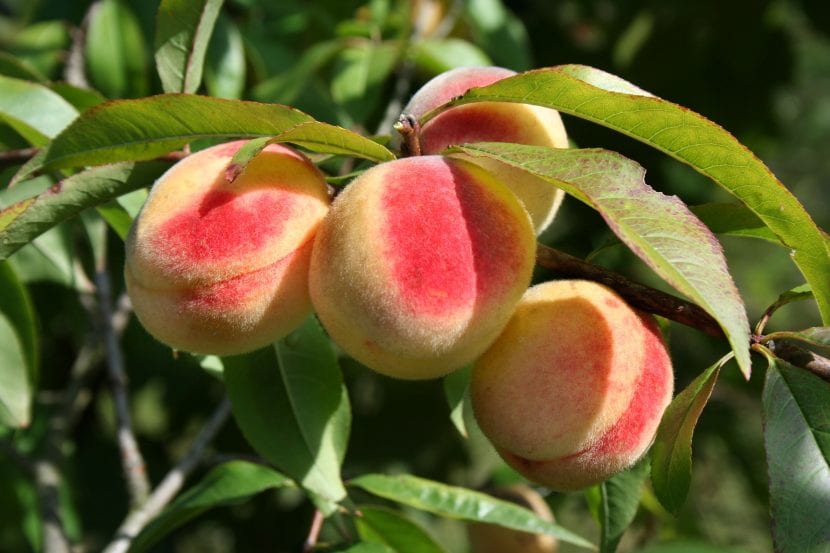 Vista de los frutos del Prunus persica