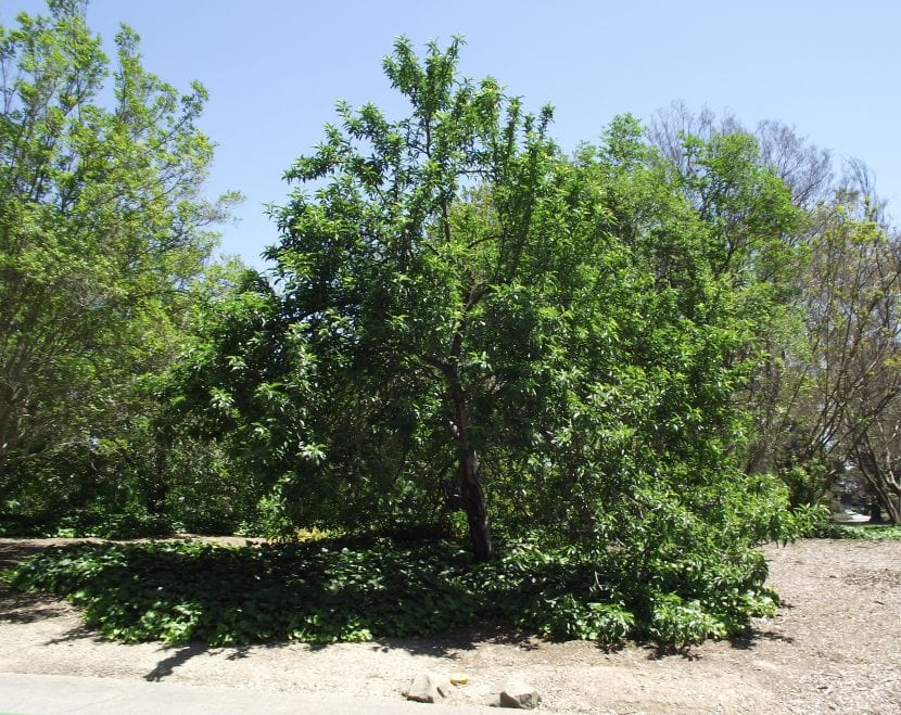 Vista del árbol de melocotón o Prunus persica