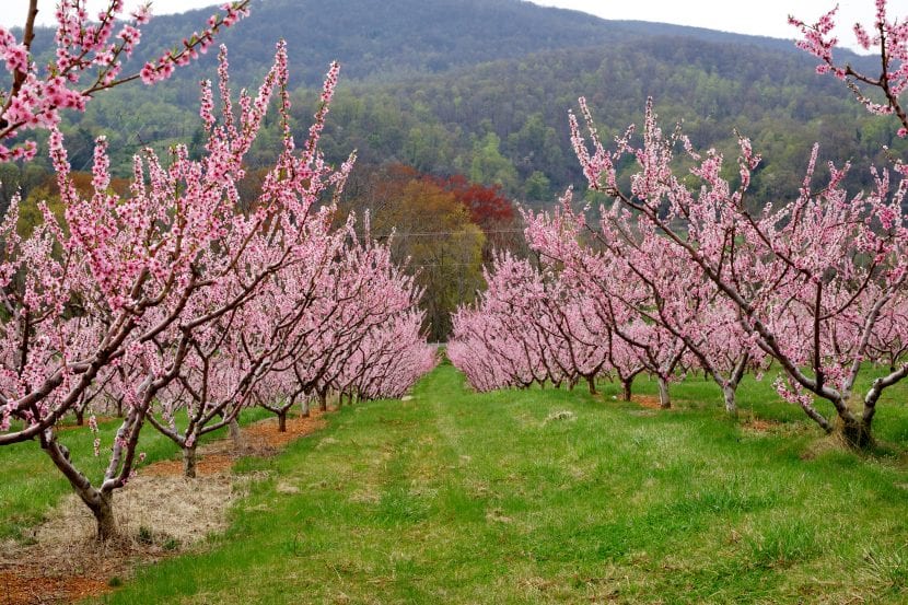 Vista de ejemplares de Prunus persica en flor