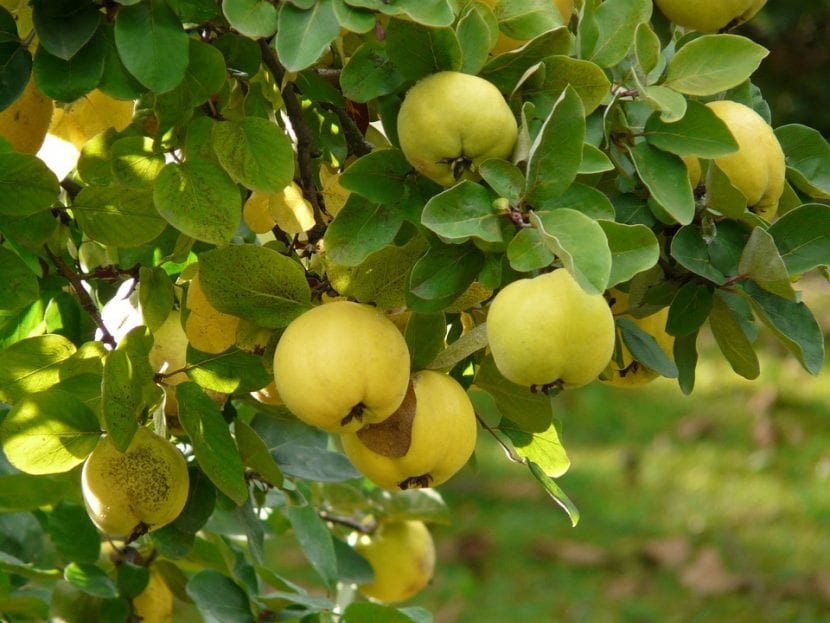 Vista de las hojas y frutos de la Cydonia oblonga