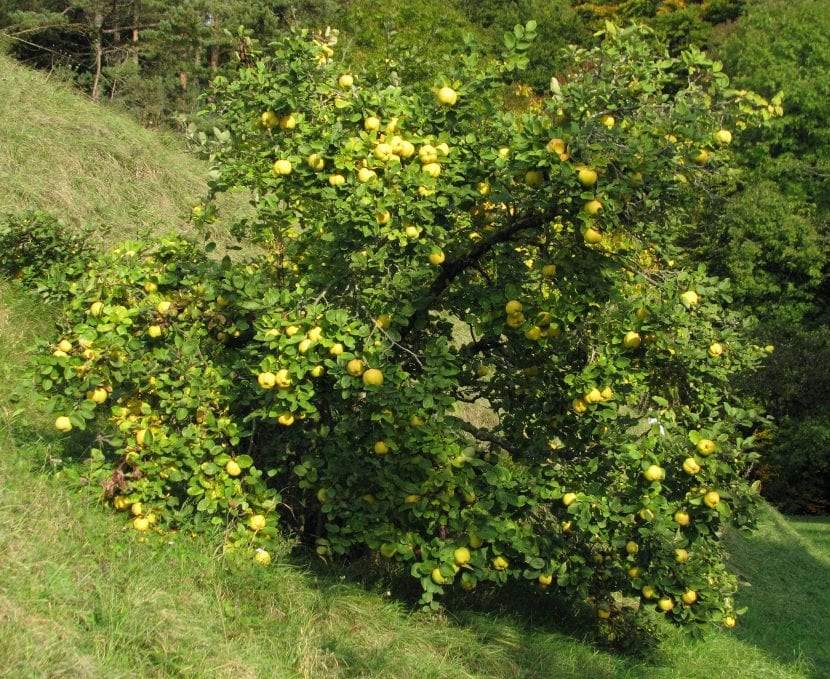 Vista del árbol de membrillo