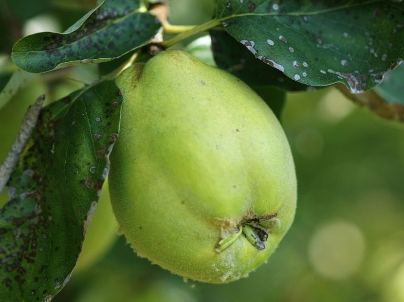 El fruto del membrillo es comestible