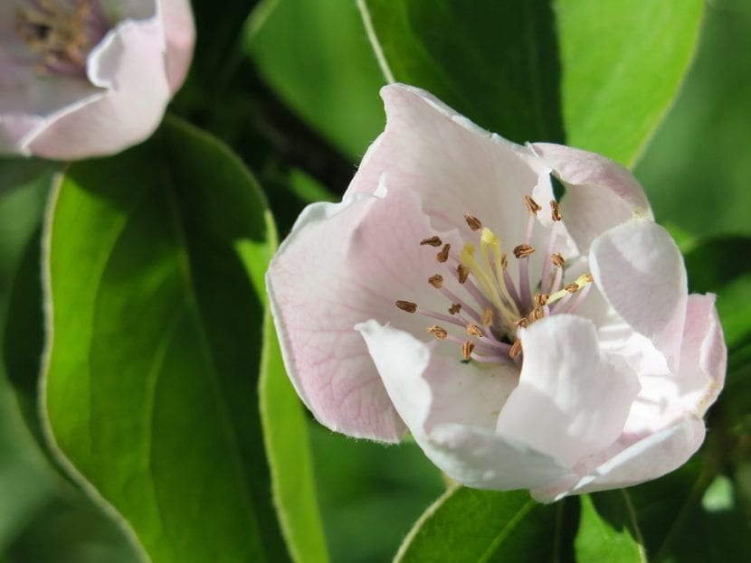 Las flores del membrillo son muy bonitas