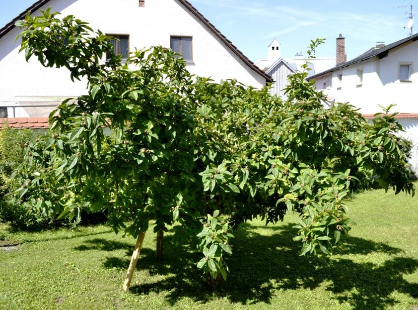 Árbol de Mespilus germanica
