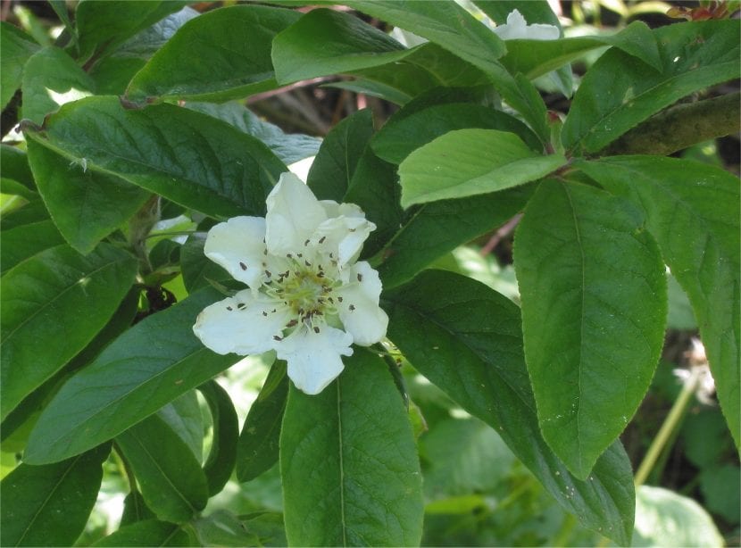 Flor del Mespilus germanica