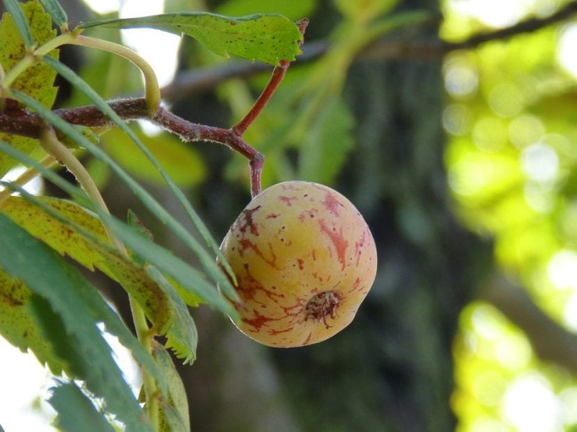 Fruto del Mespilus germanica