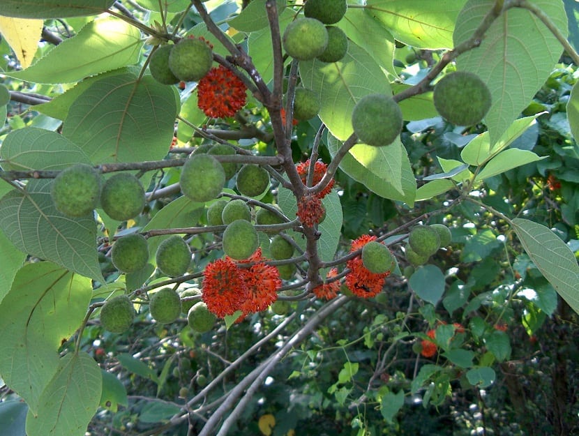 arbol con frutos y flores de color rojo