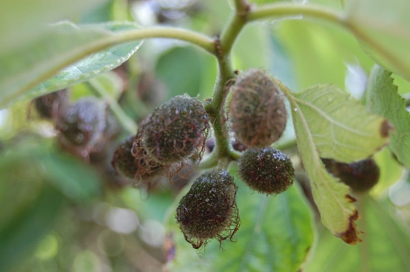 extranos frutos del arbol llamado Broussonetia papyrifera
