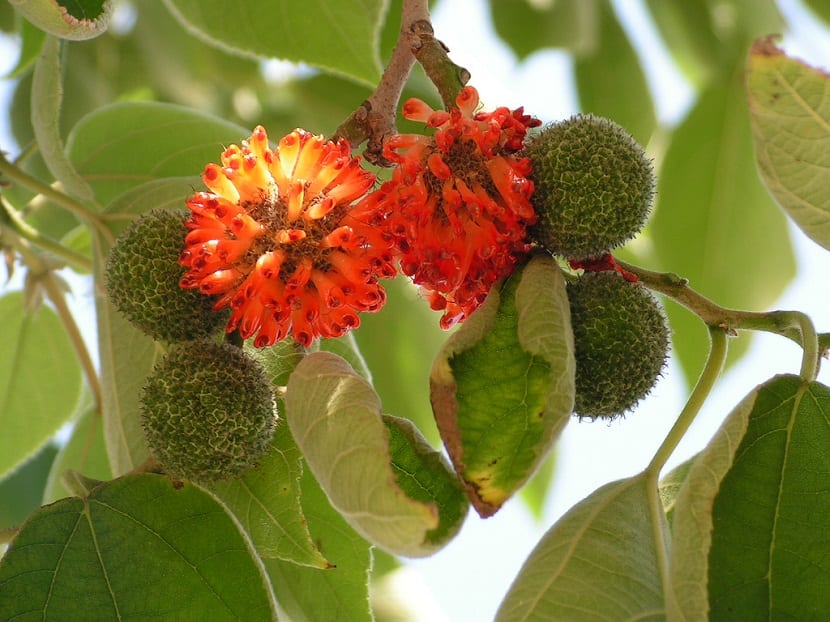 rama de arbol con flores de color rojo
