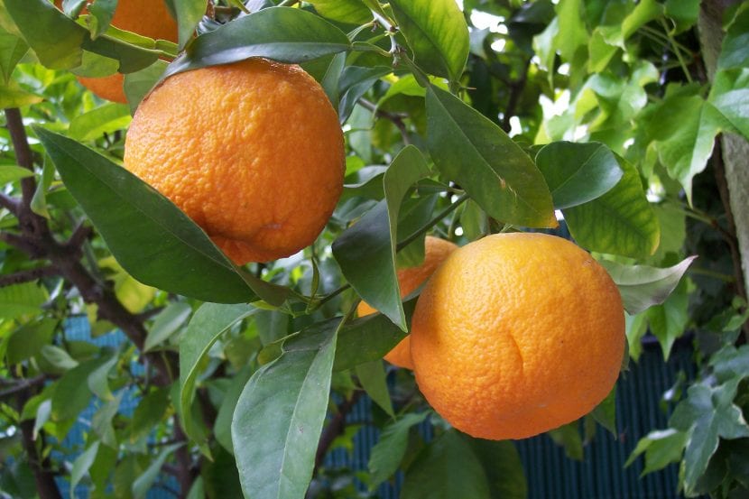 Citrus aurantium, el naranjo común